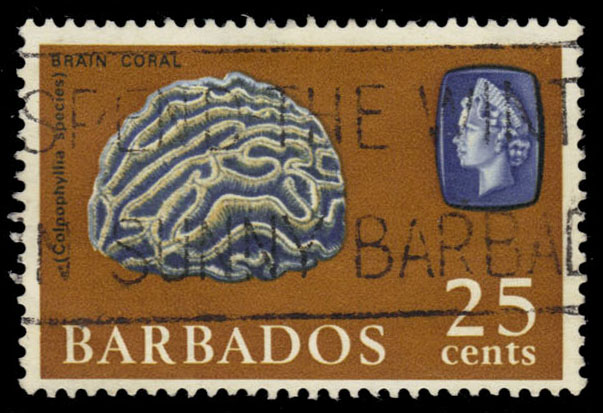Barbados #276 Brain Coral; Used