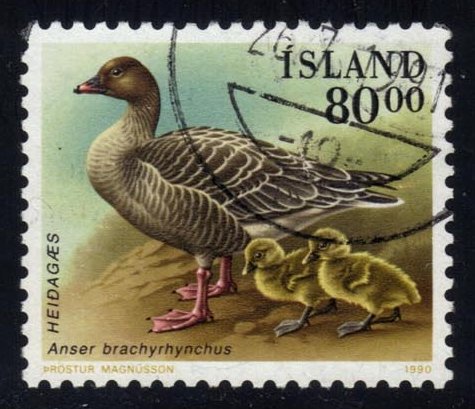 Iceland #687 Pink-footed Goose; Used