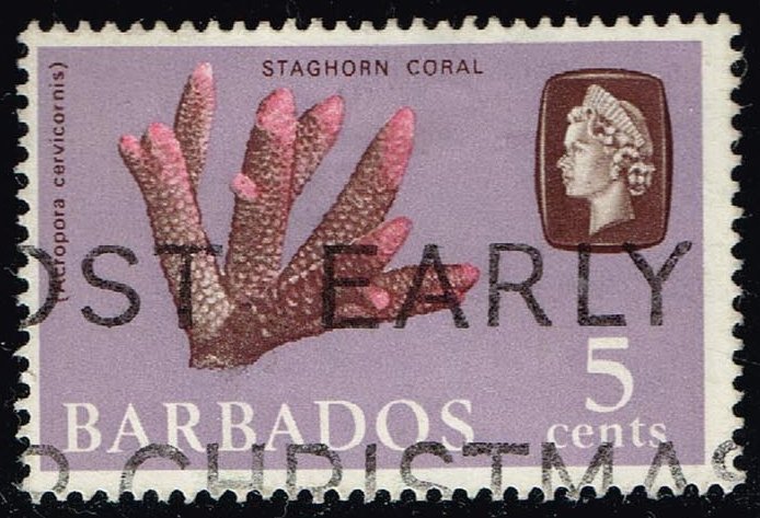 Barbados #271 Staghorn Coral; Used