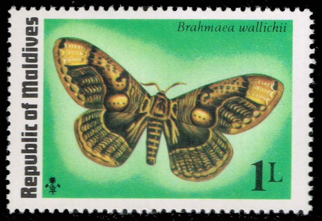 Maldives #584 Owl Moth; MNH