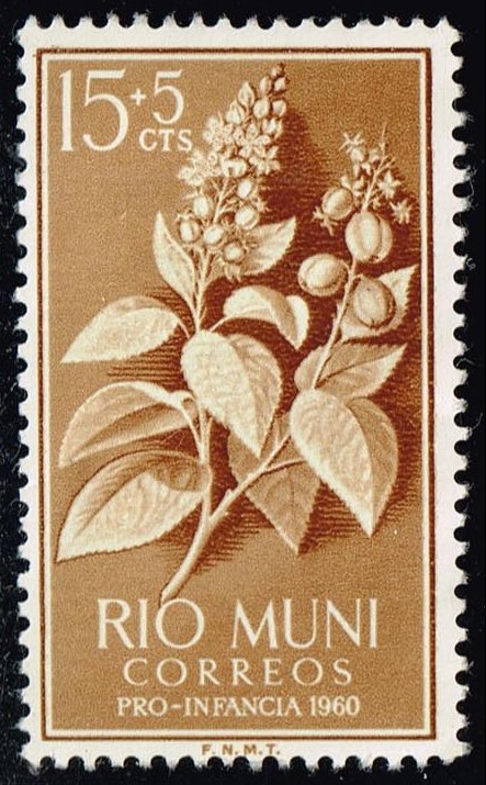 Rio Muni #B2 Croton Plant; Unused No Gum