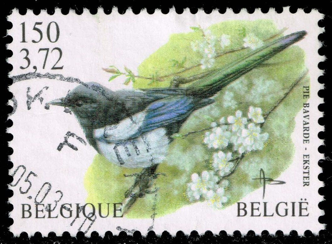 Belgium #1840 Eurasian Magpie; Used