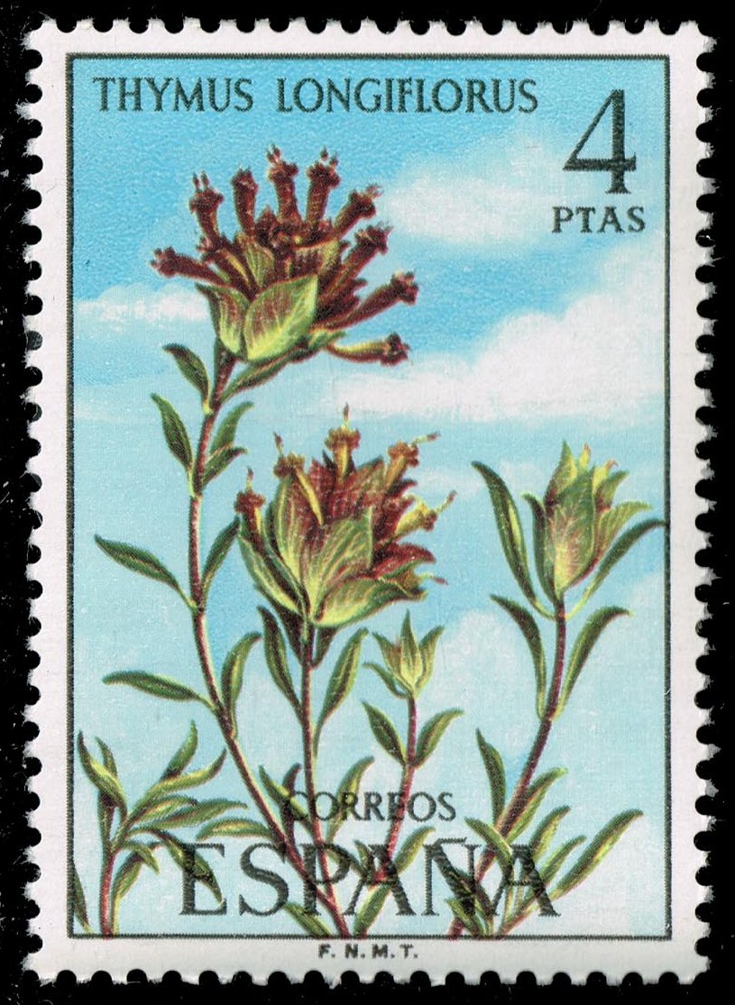 Spain #1849 Thymus longiflorus; MNH