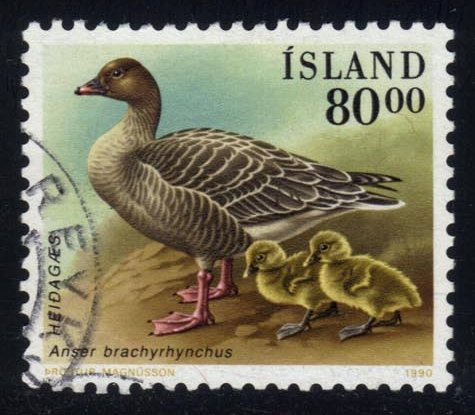 Iceland #687 Pink-footed Goose; Used - Click Image to Close
