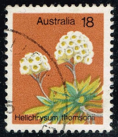 Australia #564 Helichrysum Thomsonii; Used