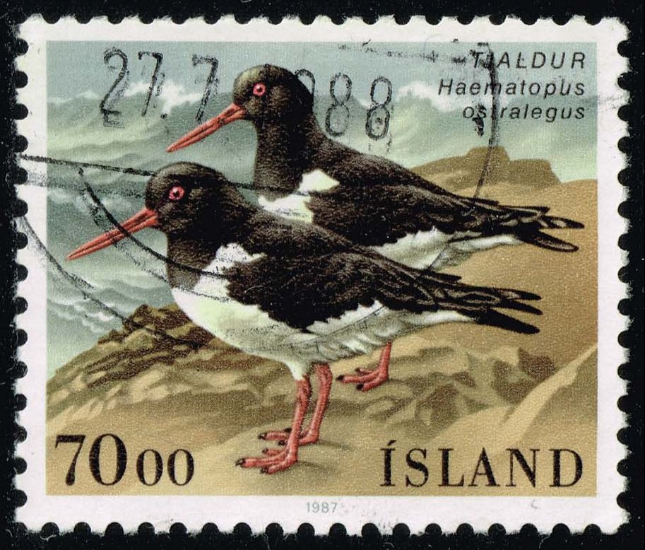 Iceland #644 Oystercatcher Birds; Used - Click Image to Close