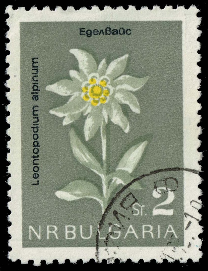 Bulgaria #1293 Edelweiss; CTO