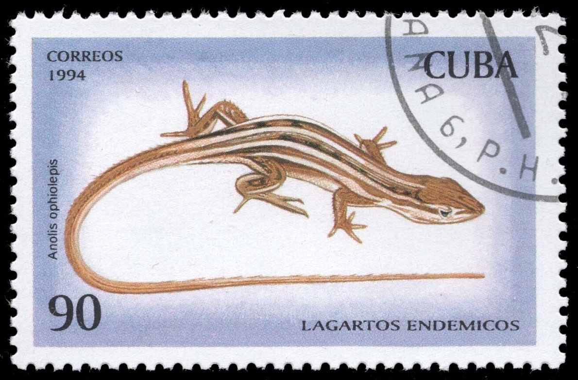 Cuba #3621 Five-striped Grass Anole; CTO