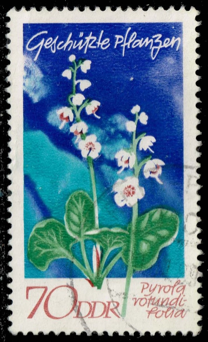 Germany DDR #1199 Round-leaved Wintergreen; Used - Click Image to Close