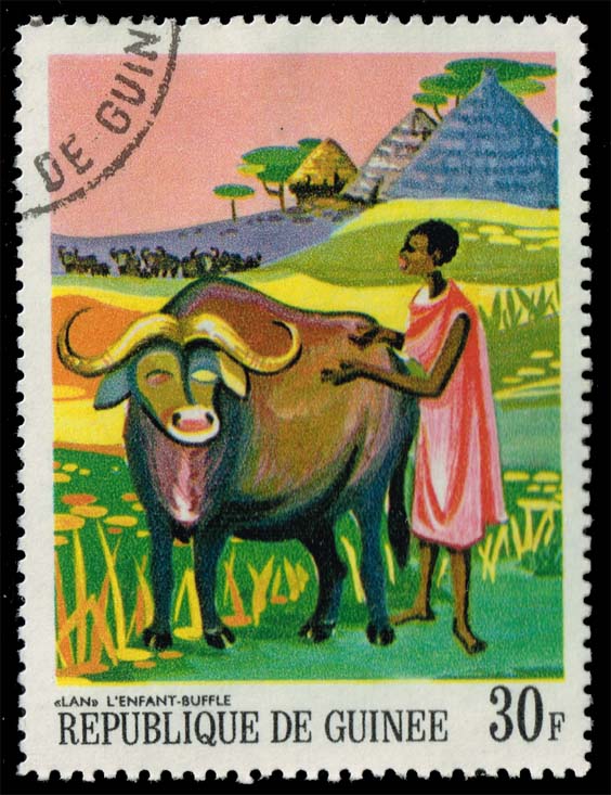 Guinea #507 Lan the Child Buffalo; CTO