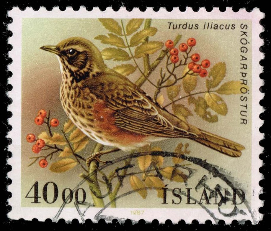 Iceland #643 Redwing Bird; Used