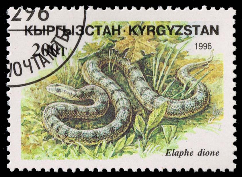 Kyrgyzstan #104 Dione's Rat Snake; CTO