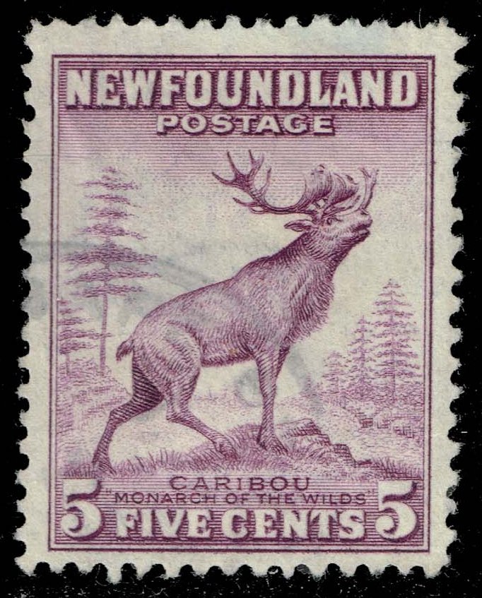 Newfoundland #257 Caribou; Used - Click Image to Close