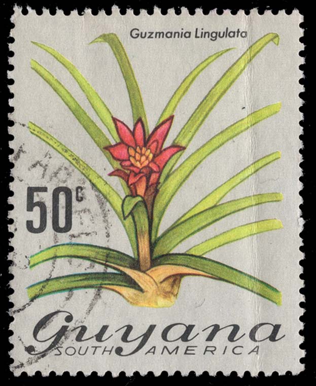 Guyana **U-Pick** Spacefiller Box #S32-18