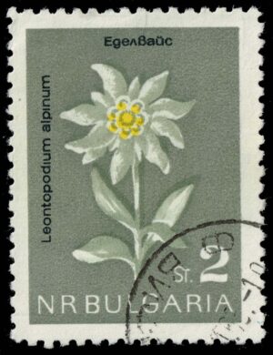 BUL1293 01XAS12
